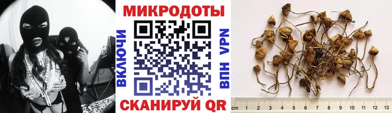 Купить Липки Галлюциногенные грибы Cubensis